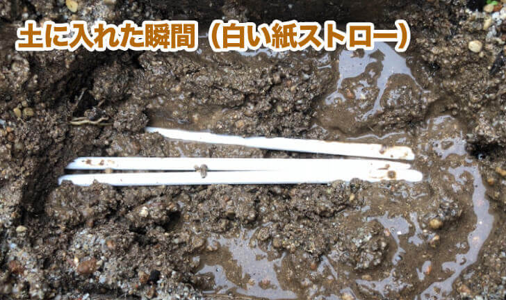 紙ストローを土に埋める前(生分解実験)